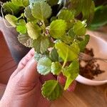 Plectranthus verticillatus Blatt