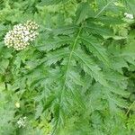 Tanacetum macrophyllum Ліст