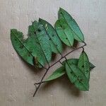 Tapura amazonica Лист