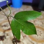 Passiflora laurifolia Лист