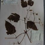 Clematis buchananiana Други