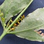 Phoradendron piperoides Altul/Alta