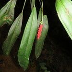 Anthurium bakeri Leaf