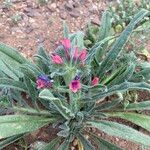 Echium creticum Leaf