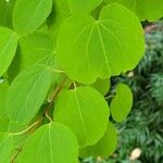 Cercidiphyllum japonicum 葉