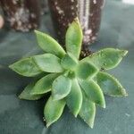 Dudleya greenei 叶