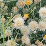 Bebbia juncea Bleunienn