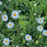 Leucanthemum heterophyllum 花