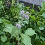 Borago officinalisFleur