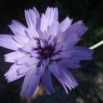 Catananche caerulea Flower