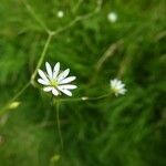 Stellaria graminea Fula