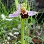Ophrys apifera Flor