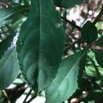 Impatiens flaccida Leaf