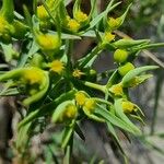 Euphorbia sulcata Fleur