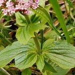 Valeriana montana পাতা