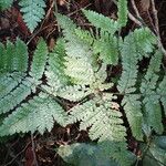 Triplophyllum pilosissimum Deilen