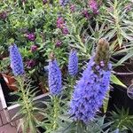 Echium webbii Leaf