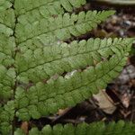 Triplophyllum pilosissimum 葉