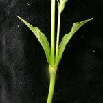 Silene khasiana Kabuk