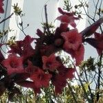 Brachychiton bidwillii Fleur