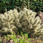 Cylindropuntia tunicata عادت