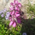 Pedicularis cenisia Flower