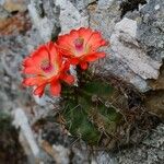 Echinocereus triglochidiatus पत्ता