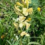 Pedicularis ascendens Flower