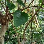 Ficus auriculata Folha