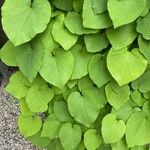 Aristolochia macrophylla Φύλλο