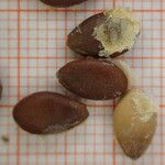 Citrullus colocynthis Otro