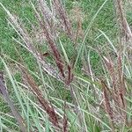 Miscanthus sinensis Fula