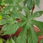 Cecropia albicans Liść