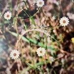 Tolpis umbellata Flower