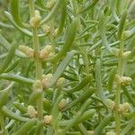 Batis maritima Fruit