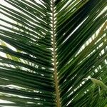 Cocos nucifera Hoja
