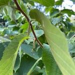 Corylus americana Fruit