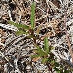 Corchorus trilocularis Feuille