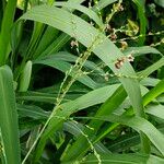 Panicum maximum Λουλούδι