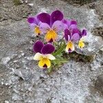 Viola tricolor Цвят