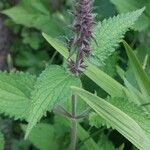 Stachys sylvaticaFlower