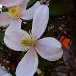 Clematis montana Flower