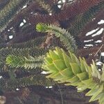 Araucaria araucana Lehti