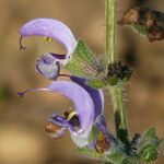 Salvia indica പുഷ്പം