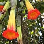 Brugmansia sanguinea Květ