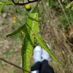 Solanum aviculare Levél