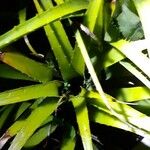 Aechmea recurvata Folha