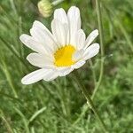 Tanacetum cinerariifolium Flor