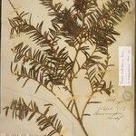 Taxus wallichiana Other