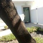 Senna surattensis Corteza